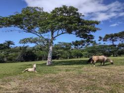 Sítio para Venda em Atibaia - 5