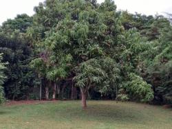 Chácara para Venda em Bragança Paulista - 5